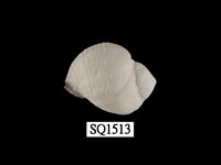 藏品(紫口珊瑚螺)的圖片